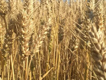 3 Adımda Merkezlenme Alanı