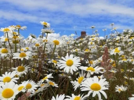 3. Concentration & Awareness - Body, Sounds - Move Your Mind