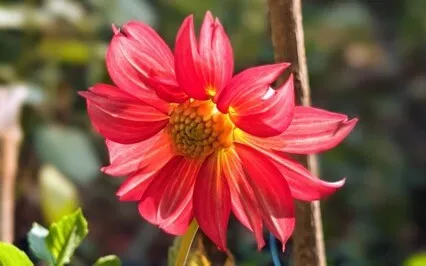 Creativity | Mindful Motivation