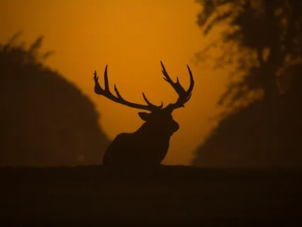 3.5Hz Delta Waves Healing Sleep Music