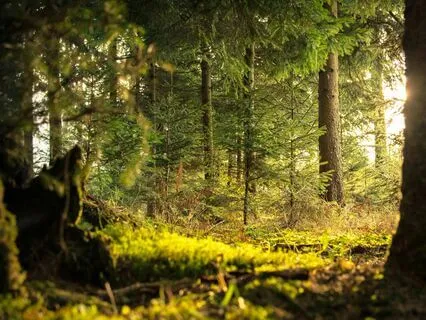 3 h Vogelgezwitscher, Naturgeräusche, Entspannung, Wald