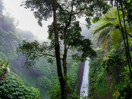 3 Hours Of Soothing Amazon Rainforest Sounds For Deep Sleep