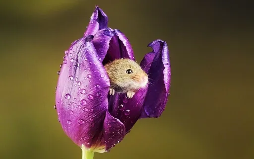 3 Minute Breathing Space In The Forest Rain With Birdsong