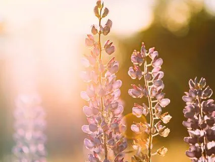 3-Minute Gratitude: Remembering Life’s Simple Blessings