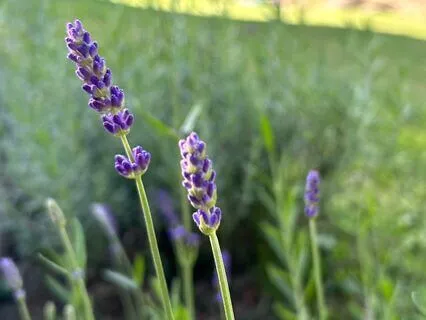 3-Minute Heart-Centering Practice