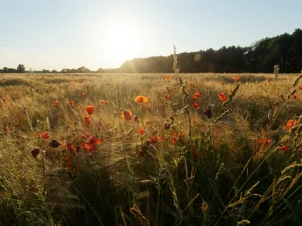 3-Minute Homecoming Meditation