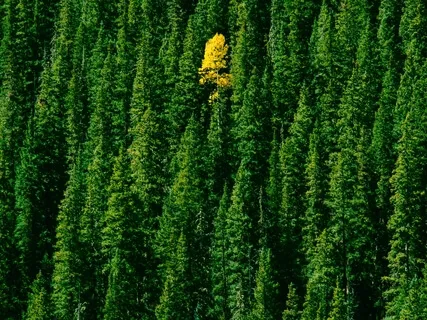 Focus & Clear Your Mind