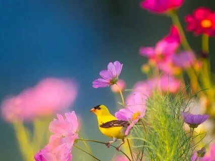 Curiosity Meditation