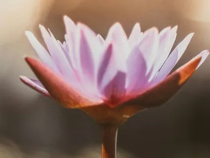 3 Minute Mindful Moment Of Rest