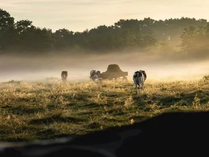 3 Minute Morning Breathwork Protocol To Start Your Day