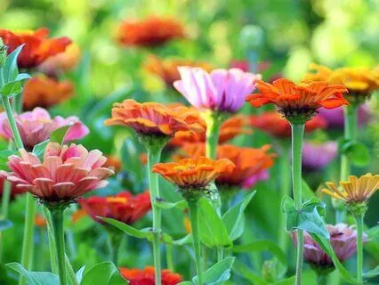 3-Minute Morning Meditation: Daily Intention