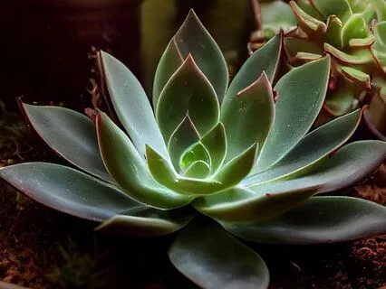 3-Minute Reset: Somatic Body Breath (333 Hrz Healing Music)