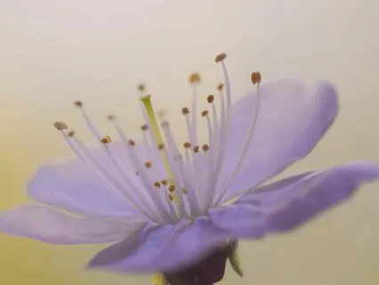 3 Minute Self-Compassion Break