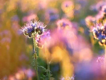 3-Minute Sensory Awareness Morning Meditation