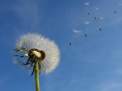 3- Part Breath Meditation