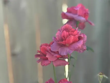 3-Part Breath Meditation