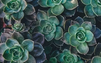 3-Part Heart Chakra Meditation 