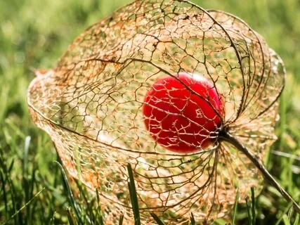 3-Step Breathing Space (MBCT)