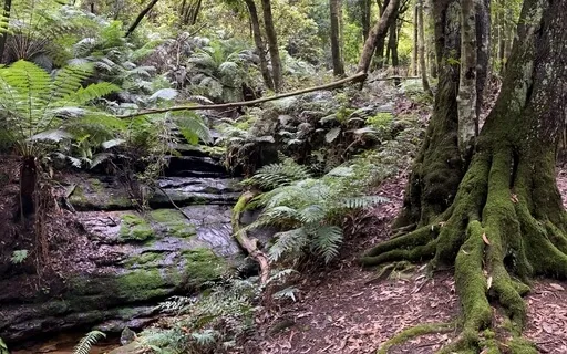 30 Min Meditation Through Blue Mountains Rainforest