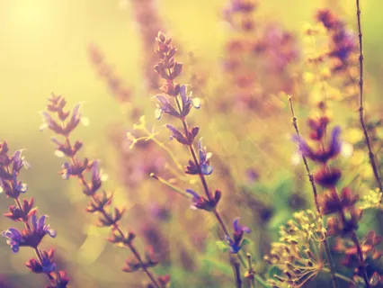 Soft Relaxing Flying Orchestral Music For Meditation