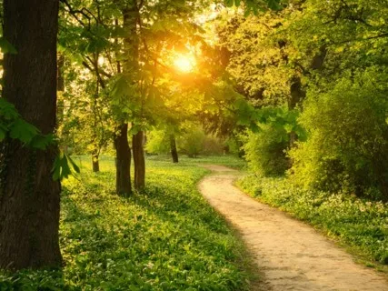 30 Min Walking Meditation - Reflect & Connect In Nature
