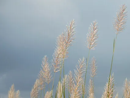 30 Minute Sitting Practice