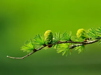 30 Minute Body Scan For Presence And Ease