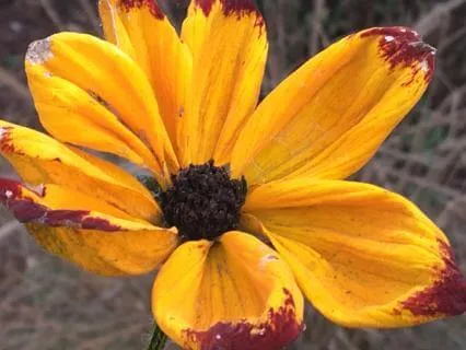 30 Minute Body Scan From Jerry C