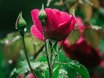 30 Minute Grounding | Root Chakra 432Hz With Rain & Thunder