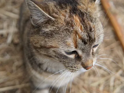 30 Minute Nidra: Animal Journey, Saying Goodbye, Body Scan