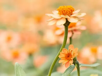 30-Minute Regenerating Power Nap