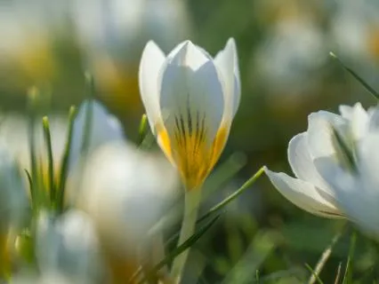 30-Minute Spring Equinox Yoga Nidra