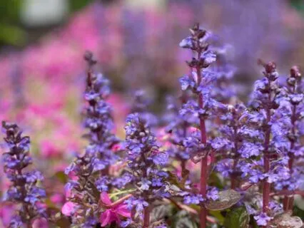 30 Minute Yoga Nidra For Relaxation