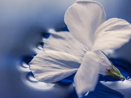 30 Minutes Calm Relaxation Music