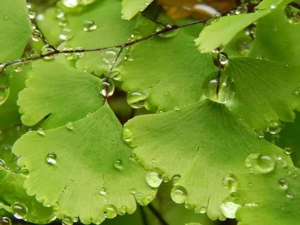 30 Minutes Of Rain On A Tongue Drum