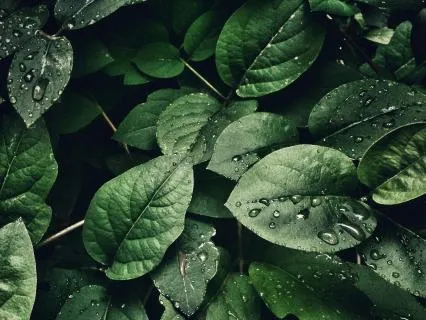 31 Point 5 Minute Body Scan Meditation