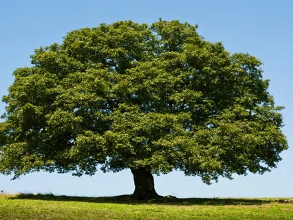 WOW 32/50: Integrity? Who Needs It?