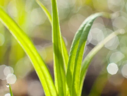 320Hz Alpha | Heart Opening | Binaural Beats + Isochronic Tones