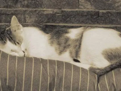 33 Bowls Tibetan Singing Bowls --- Sleep: Catnap