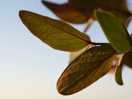 33 Breaths Meditation