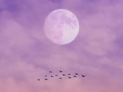 333 Hz Release Negativity | 5-Minute Full Moon Meditation