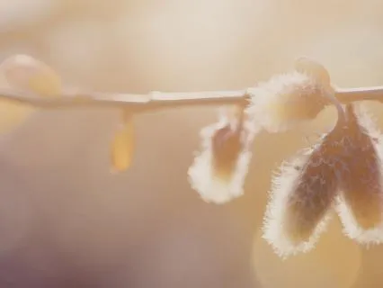 35 Minute Yoga Nidra For Renewal