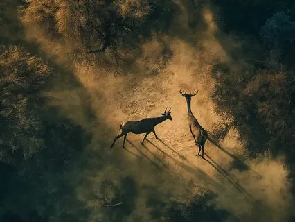 360° African Kora For Relaxation With Guided Audio