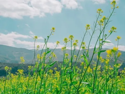 360Hz Alpha | Release | Binaural Beats + Isochronic Tones