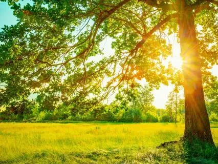 369 Hz Tuning Fork + 777 + 888 Hz Luck & Abundance (Beta)