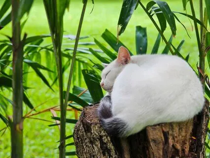 369 Hz Tuning Fork Healing For Cats & Their Humans (Purring)