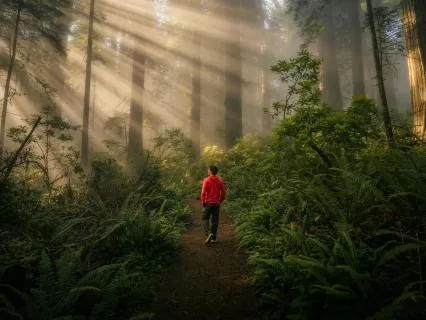 37 Minute Ancient Redwood Forest Nidra Nap