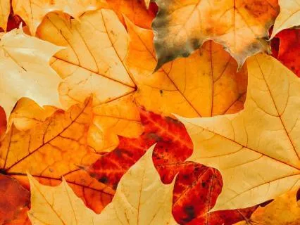 37-Minute Fall Equinox Yoga Nidra