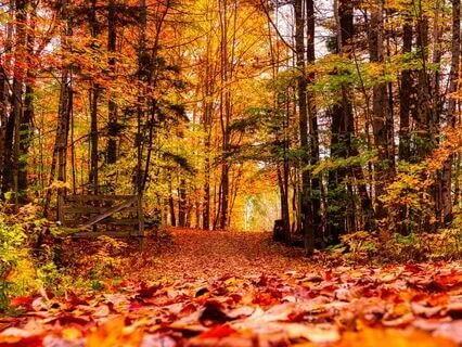 396 + 432 + 888 Hz for Wealth Security (Tuning Forks, Theta)