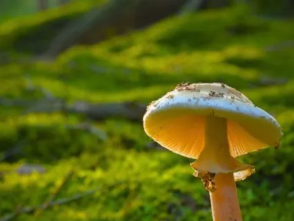 396 Hz | Emotional Release & Deep Healing